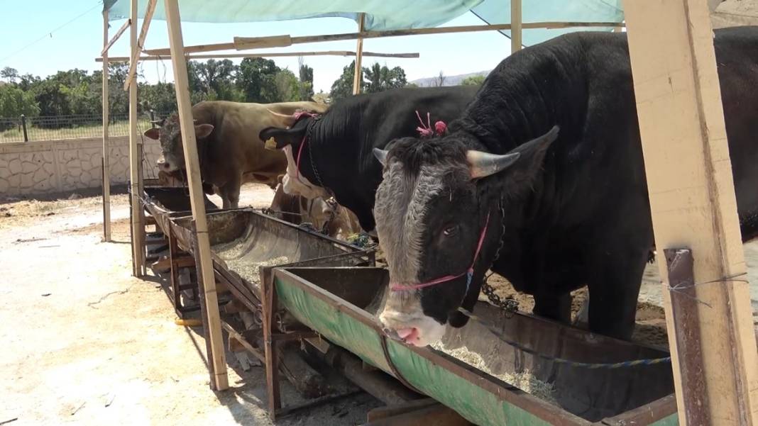 Et alacaklar dikkat! Bir ilde şap hastalığı nedeniyle et satışı durduruldu! 1